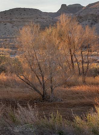 Mojave Desert California