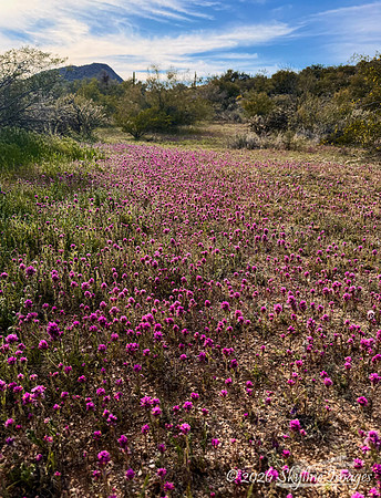 Highway 71 near Congress Arizona