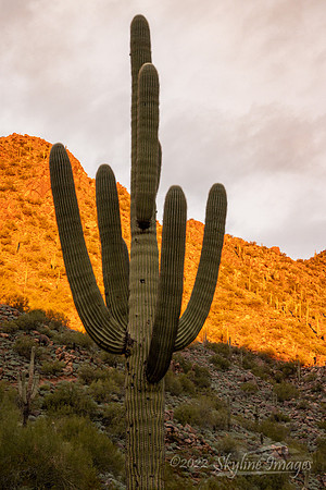 McDowell Sonoran Preserve Arizona