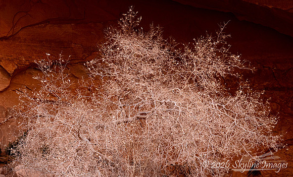 Moonflower Canyon Utah