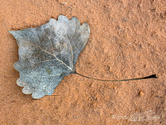 Moonflower Canyon Utah