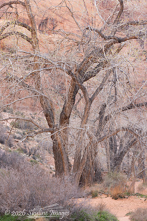 Moonflower Canyon Utah