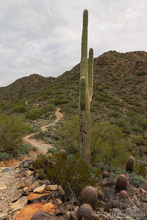 McDowell Sonoran Preserve Arizona