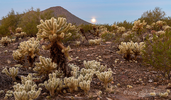 McDowell Sonoran Preserve Arizona