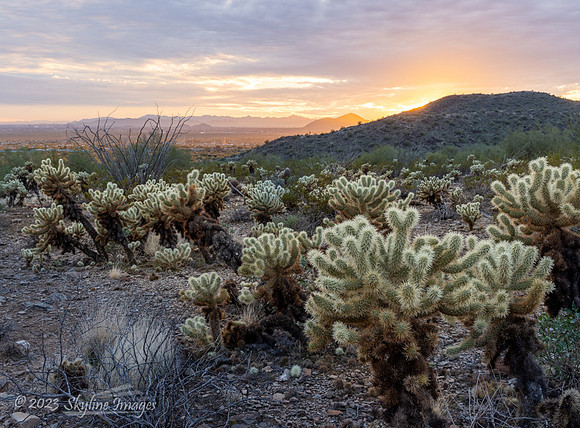 McDowell Sonoran Preserve Arizona