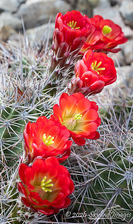 Grand Canyon Parashant National Monument