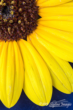 Sunflower Detail, Flagstaff