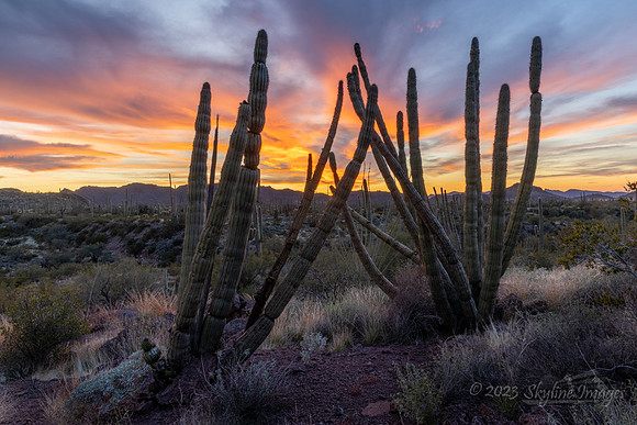 Organ Pipe Cactus National Monument, AZ