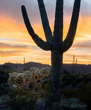 Organ Pipe Cactus National Monument, AZ