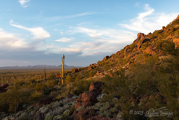 Organ Pipe Cactus National Monument, AZ