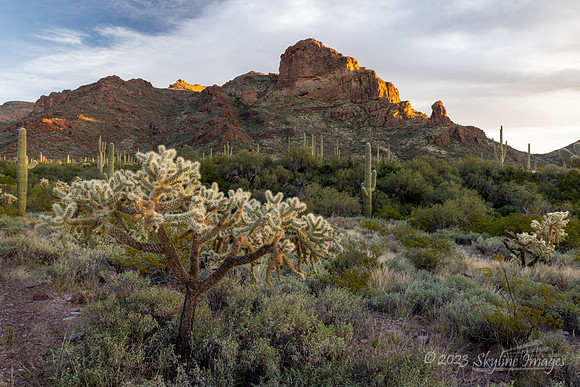 Organ Pipe Cactus National Monument, AZ