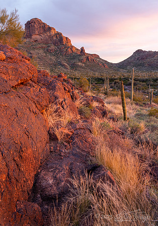 Organ Pipe Cactus National Monument, AZ