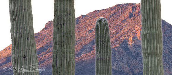 Organ Pipe Cactus National Monument, AZ