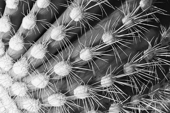 Organ Pipe Cactus National Monument, AZ