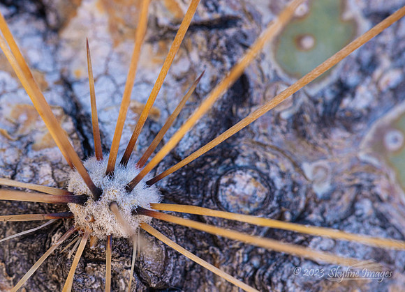 Organ Pipe Cactus National Monument, AZ
