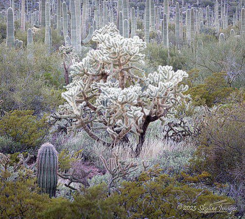 Organ Pipe Cactus National Monument, AZ
