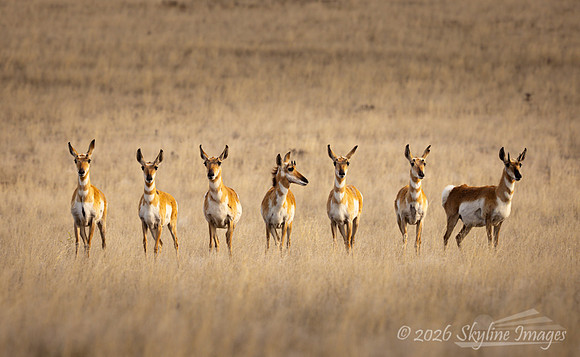 Near Chino Valley Arizona