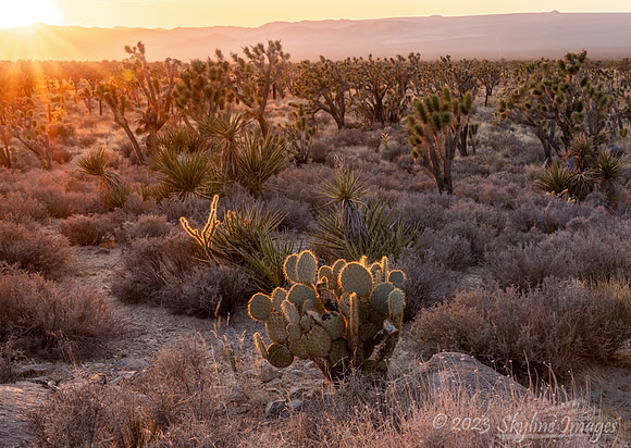 Mojave Desert California