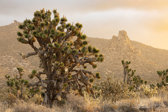 Mojave Desert California