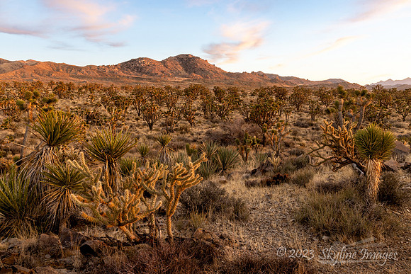 Mojave Desert California