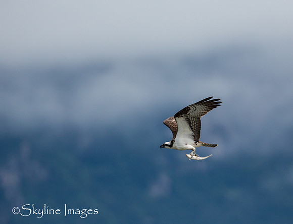 Osprey, Katmai NP, Alaska