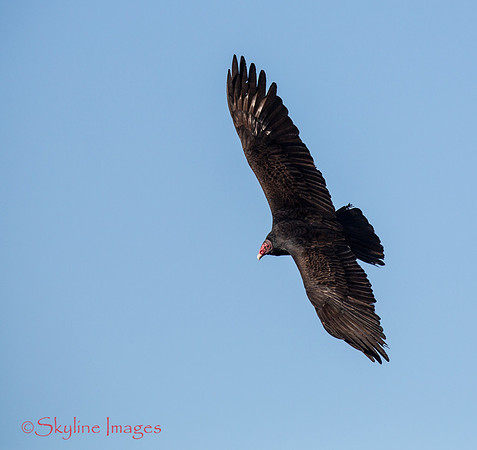 Turkey Vulture, Yavapai County AZ