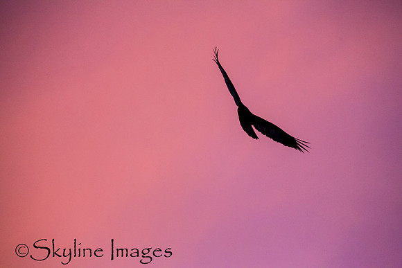 Turkey Vulture at Sunset, Yavapai County AZ