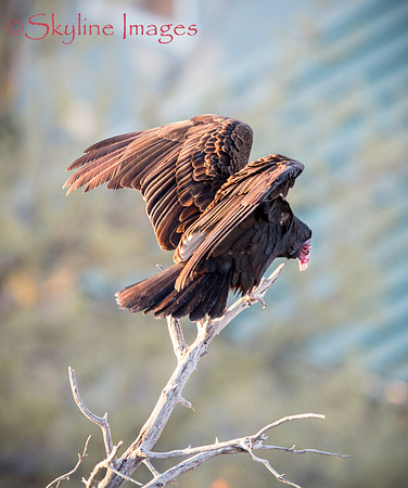 Turkey Vulture, Yavapai County AZ