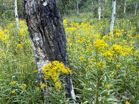 Wasatch National Forest, Utah