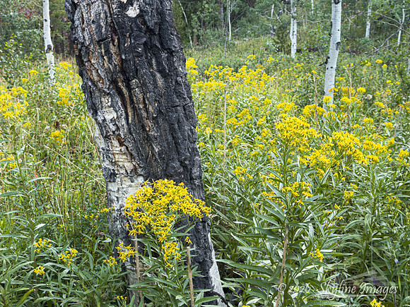 Wasatch National Forest, Utah