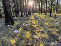 Coconino National Forest AZ
