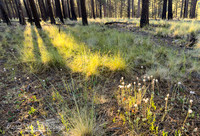 Coconino National Forest AZ