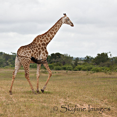 Girraffe, Sabi Sands, South Africa
