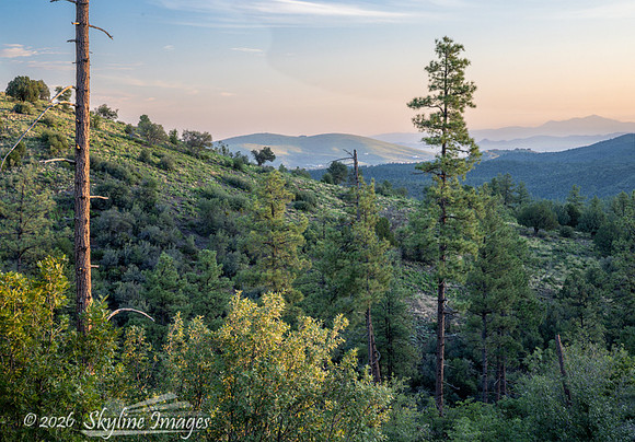 Prescott National Forest AZ