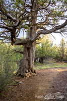 Prescott National Forest AZ