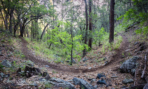 Prescott National Forest AZ