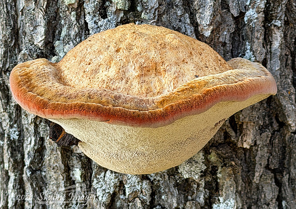 Prescott National Forest AZ