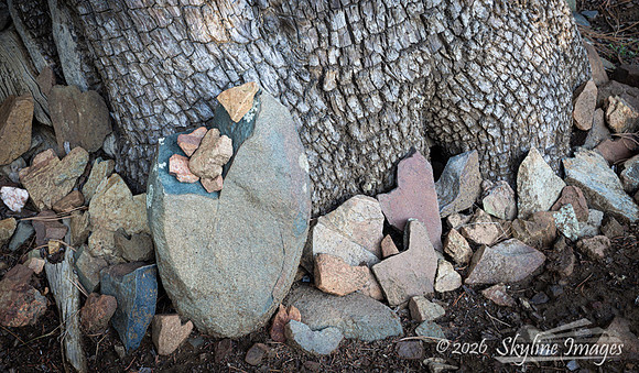 Prescott National Forest AZ