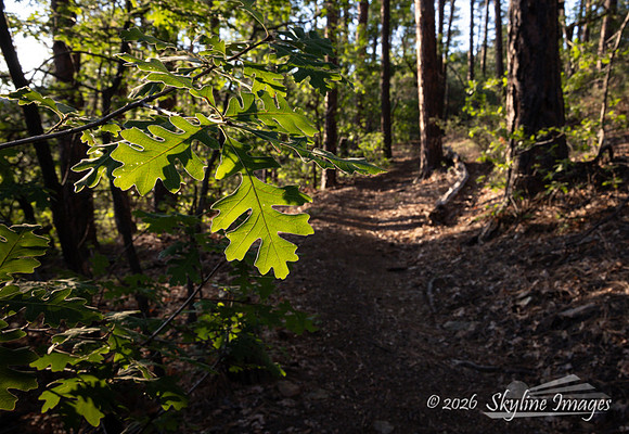 Prescott National Forest AZ