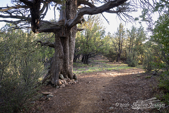 Prescott National Forest AZ