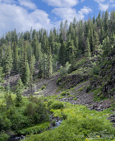 Apache National Forest AZ