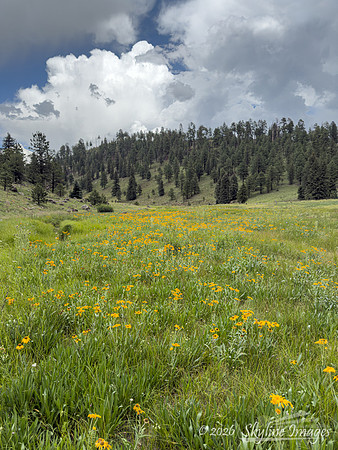 Apache National Forest AZ
