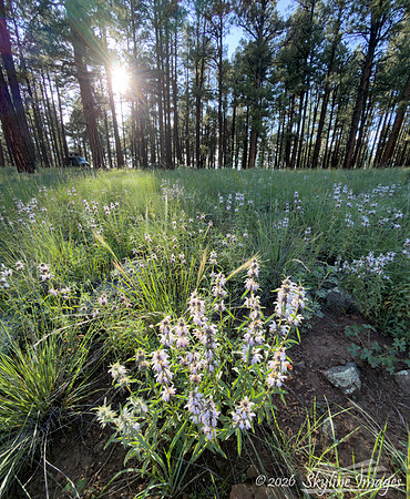 Apache National Forest AZ
