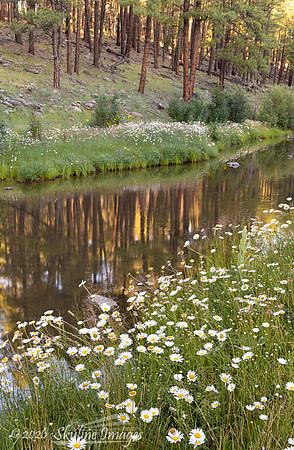 Apache National Forest AZ