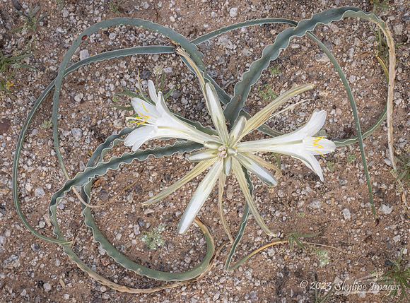 Organ Pipe Cactus National Monument