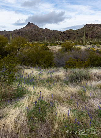 Organ Pipe Cactus National Monument