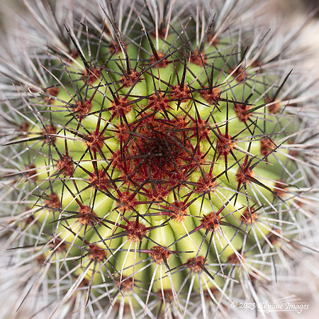 Organ Pipe Cactus National Monument