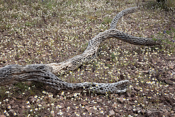 Organ Pipe Cactus National Monument