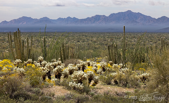 Organ Pipe Cactus National Monument
