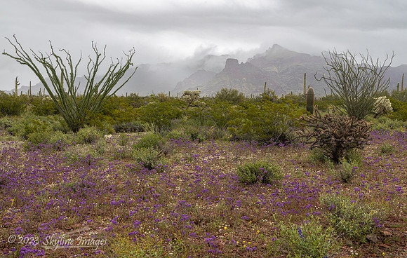 Organ Pipe Cactus National Monument